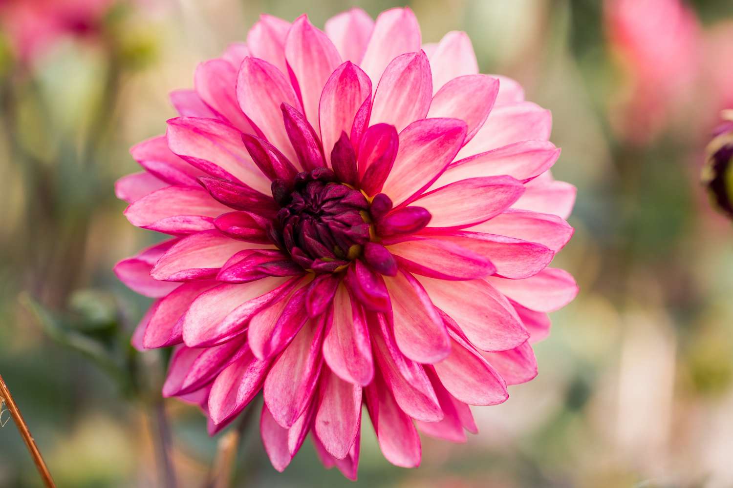 Dahlie 'Bacardi'